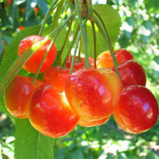 Черешня Аеліта / дворічна