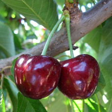 Черешня Джорджія (саджанці, дворічні)