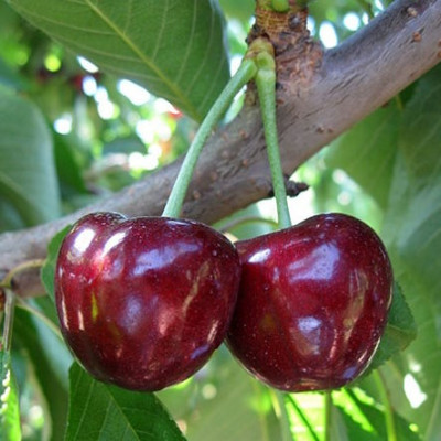 Черешня Джорджия (саженцы, двухлетние)