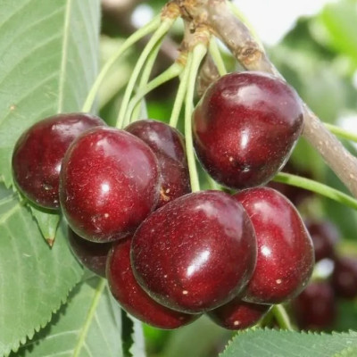 Черешня Каріна (саджанці)