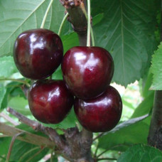 Черешня Кордія (саджанці)