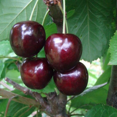 Черешня Кордия