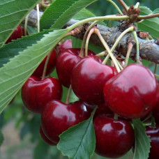 Черешня Лапинс (саженцы, двухлетние)