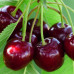 Черешня Мелітопольська пізня / дворічна