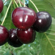 Черешня Мелитопольская Черная (саженцы)