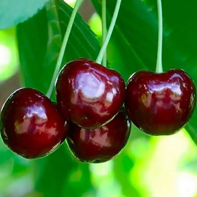 Черешня Мелітопольська рання (саджанці, ЗКС)