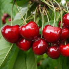 Черешня Сказка (саженцы, двухлетние)