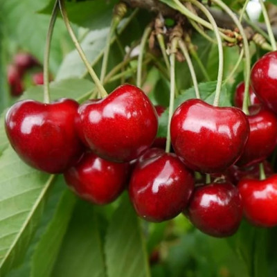 Черешня Сказка / двухлетняя