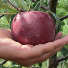 Яблуня Граф Еззо (саджанці, дворічні)