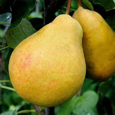Груша Бере Арданпон (саджанці, дворічні)