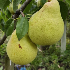 Груша Дельбарью (саженцы, двухлетние)