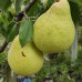 Груша Дельбарью (саджанці, дворічні)