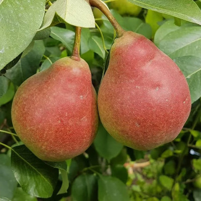 Груша Любимица клапа / двухлетняя