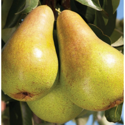 Груша Конкорд (саджанці, дворічні)