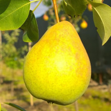 Груша Лимонка (саджанці)