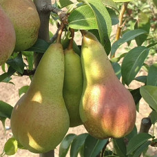 Груша Аббат Феттель (саженцы)