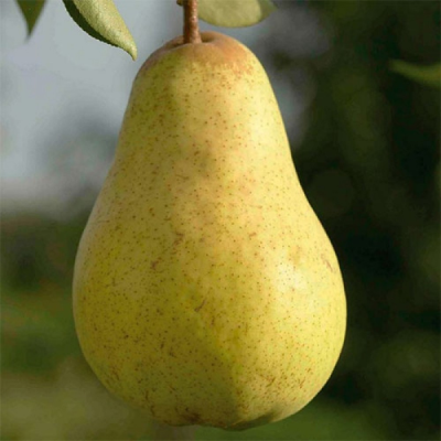 Груша Дюшес (Вильямс) / двухлетняя
