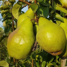 Груша Ноябрьская (саженцы)