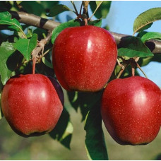 Яблоня Глостер (саженцы)
