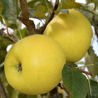 Яблоня Луна (саженцы)