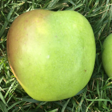 Яблуня Мутсу (саджанці, дворічні)