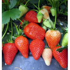 Полуниця Альба (саджанці, ВКС, 5 шт)