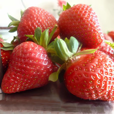 Полуниця Анте (саджанці, ВКС, 5 шт)