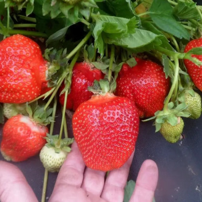 Клубника Азия (кассетная рассада)