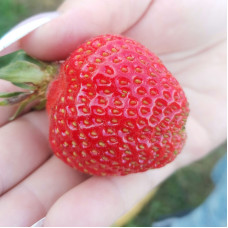 Клубника Биг-Бой (саженцы, ОКС, 5 шт)