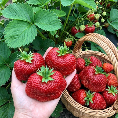 Полуниця Чамора Турусі (саджанці, ВКС, 5 шт)