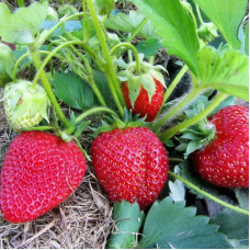 Клубника Чудо Лихоносова (саженцы, ОКС, 5 шт)