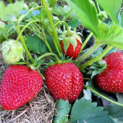 Клубника Чудо Лихоносова (ОКС) 5штк