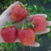 Клубника Дарселект (ОКС) 5штк
