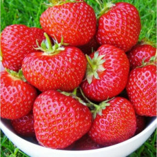 Полуниця Дейзі (саджанці, ВКС, 5 шт)