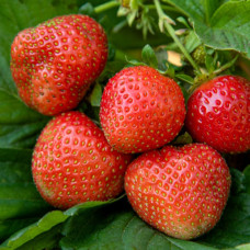 Клубника Дели (саженцы, ОКС, 5 шт)