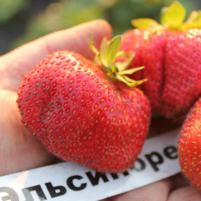 Клубника Эльсионора (ОКС)  5шт