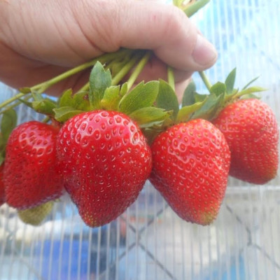 Клубника Эвис Делайт (ОКС) 5штк