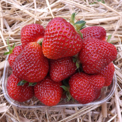 Клубника Федерика (саженцы, ОКС, 5 шт)