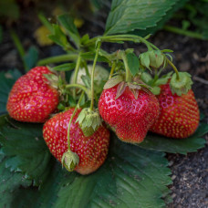 Клубника Флоренс (саженцы, ОКС, 5 шт)