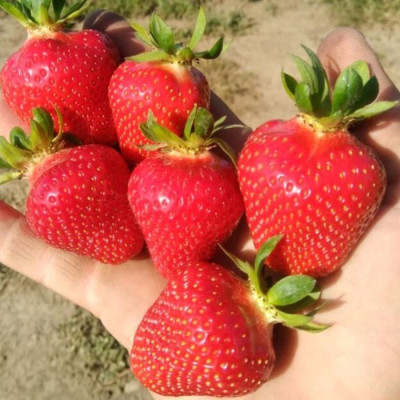 Клубника Фурор (саженцы, ОКС, 5 шт)