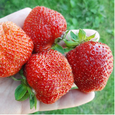 Клубника Гигантелла (саженцы, ОКС, 5 шт)