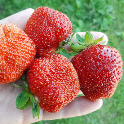 Клубника Гигантелла (ОКС) 5штк