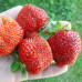 Клубника Гигантелла (ОКС) 5штк