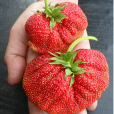 Клубника Гигантелла Макси (саженцы, ОКС, 5 шт)