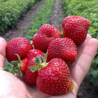 Полуниця Хоней (ВКС) 5штк