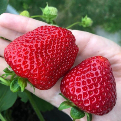 Полуниця Кімберлі (ВКС)5штк