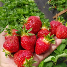 Полуниця Клери (саджанці, ВКС, 5 шт)