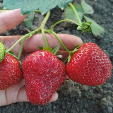 Клубника Королева Елизавета (саженцы, ОКС, 5 шт)