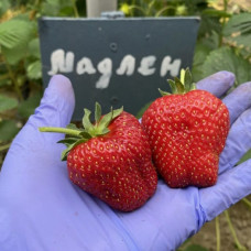 Полуниця Мадлен (саджанці, ВКС, 5 шт)