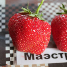 Клубника Маэстро (саженцы, ОКС, 5 шт) Клубника Маэстро (саженцы, ОКС, 5 шт)